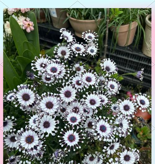 蓝目菊的花语有哪些特别含义？