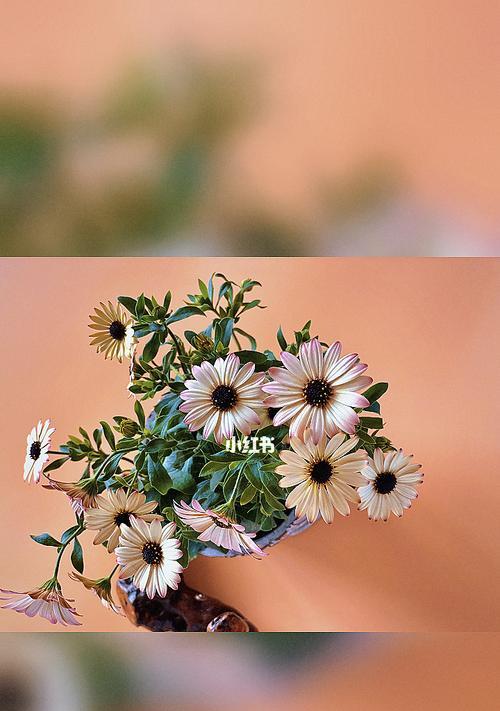 蓝目菊的花语有哪些特别含义？