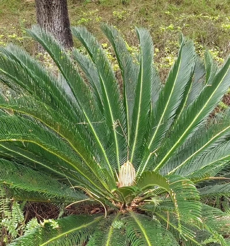 铁树的花语有哪些寓意？