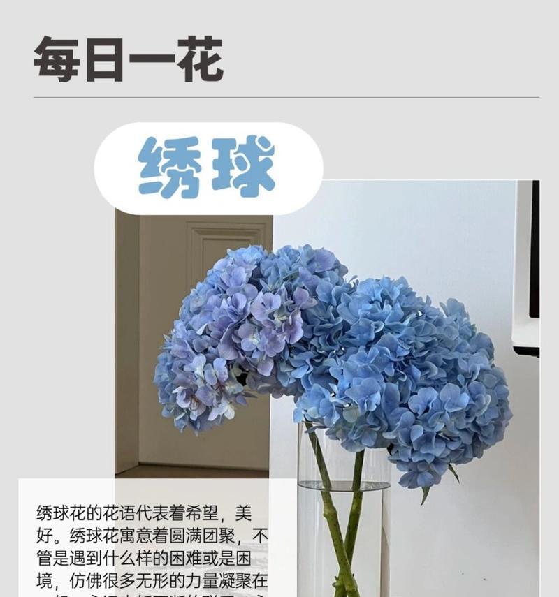秀球花的花语有哪些特别之处？