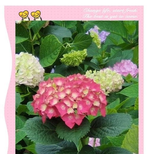 秀球花的花语有哪些特别之处？