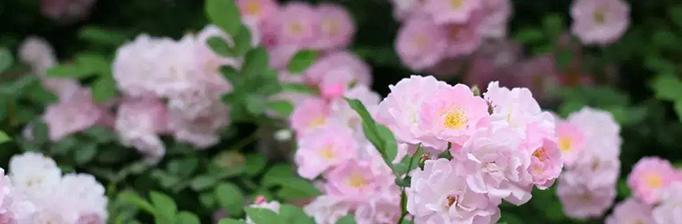 竹雨的花语有哪些特别之处？
