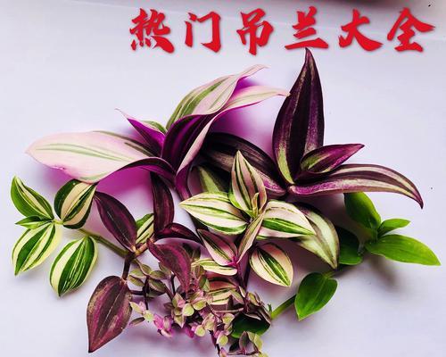 吊竹兰的花语有哪些特别之处？
