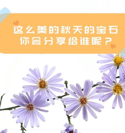 荷兰菊的花语是否含有毒性？
