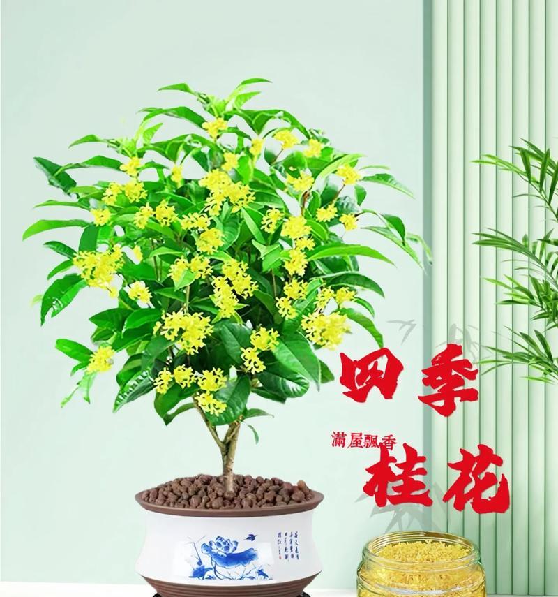 桂花的花语有哪些寓意？