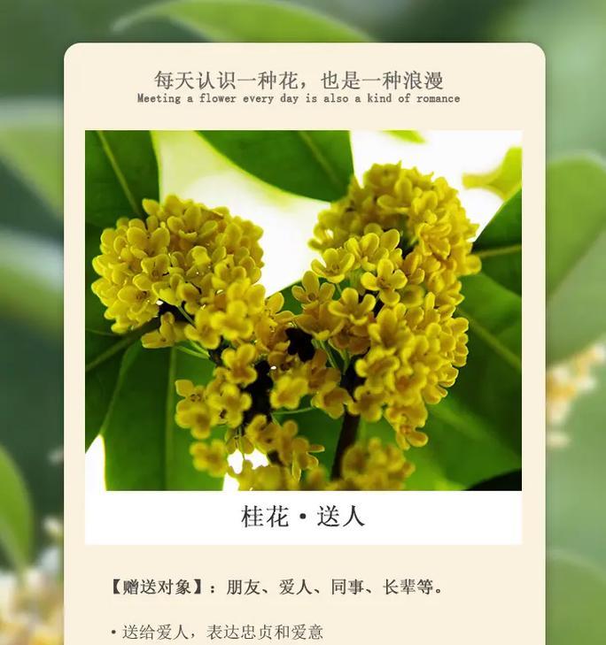 桂花的花语有哪些寓意？