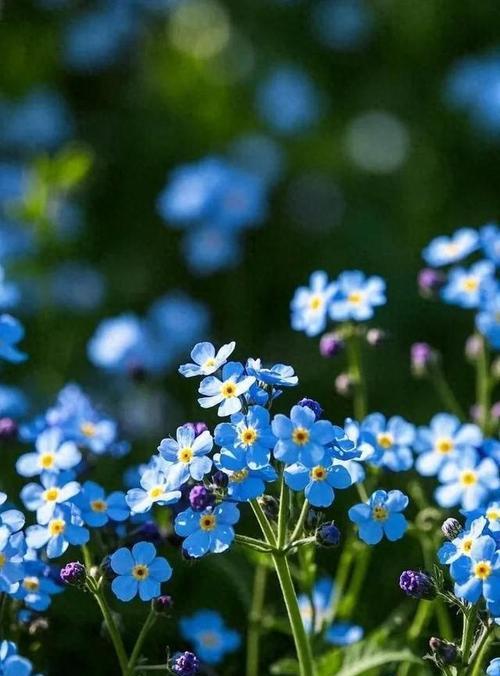 勿忘我花的颜色代表什么花语？