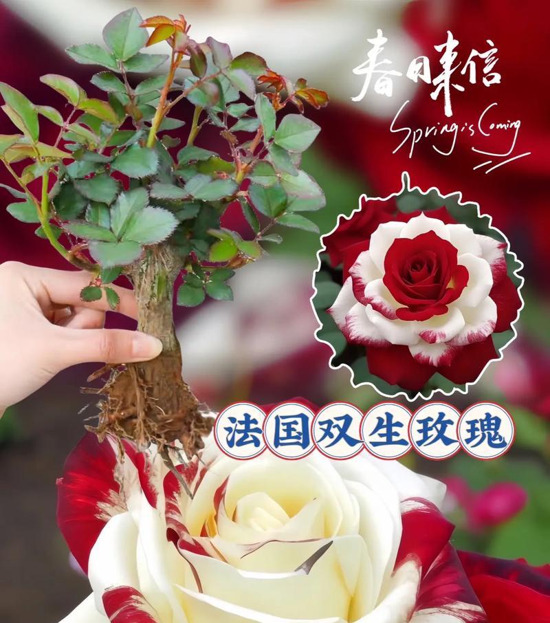 黄红相间玫瑰的花语代表什么？
