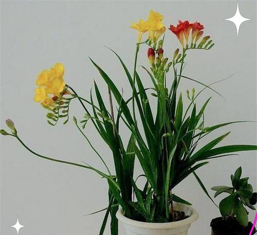 小苍兰种子种植的正确方法是什么？