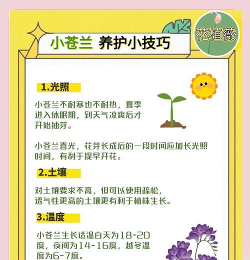 小苍兰种子种植的正确方法是什么？