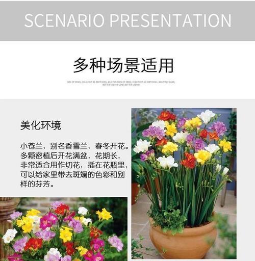 小苍兰种子种植的正确方法是什么？