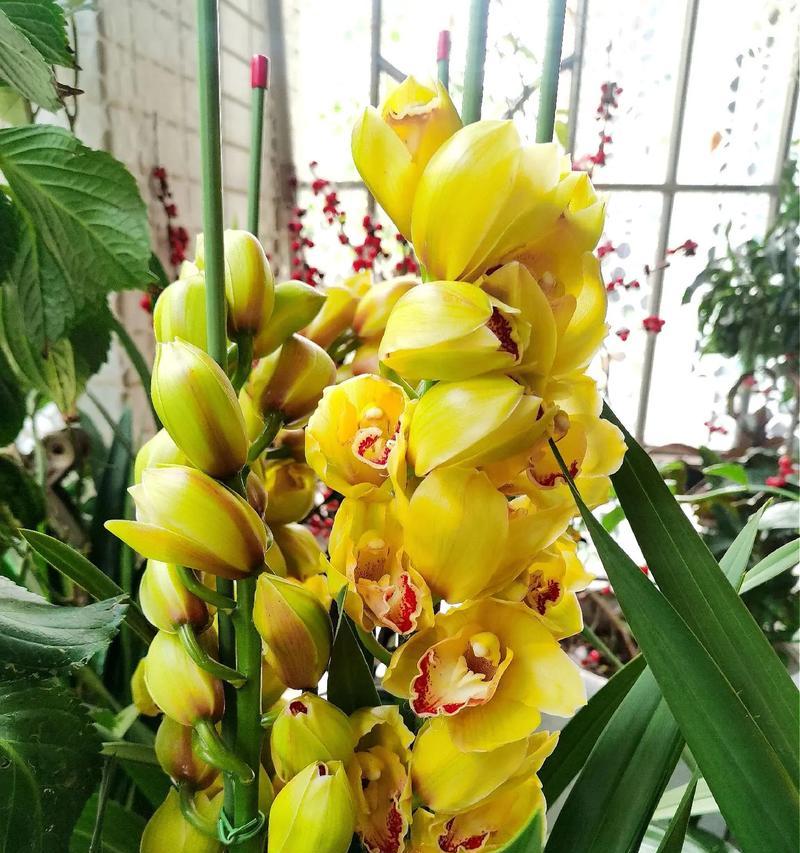 蕙兰花品种有哪些？如何挑选和养护蕙兰花品种？
