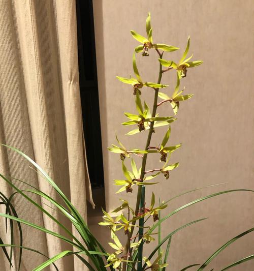 蕙兰花品种有哪些？如何挑选和养护蕙兰花品种？