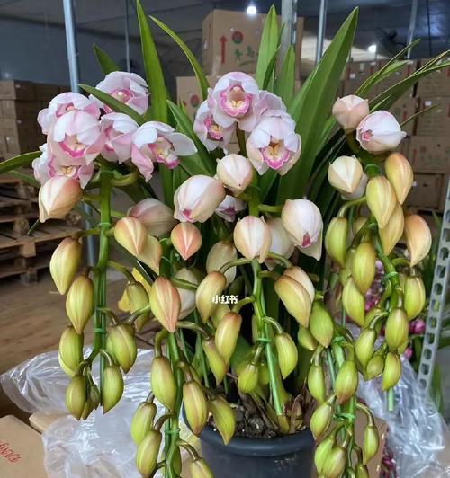 蕙兰花品种有哪些？如何挑选和养护蕙兰花品种？