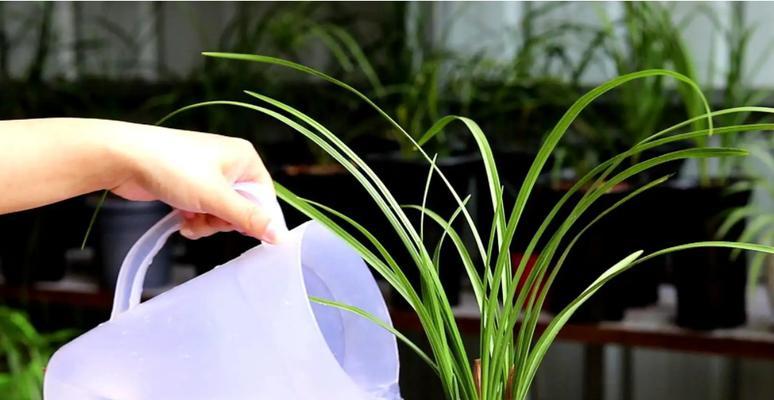 浇花时如何确保水分充足？有哪些技巧？