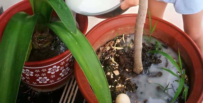 浇花时如何确保水分充足？有哪些技巧？