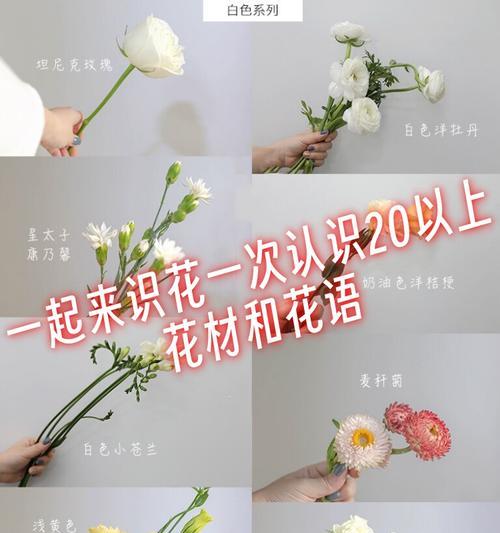 砍头后的龙血树怎么管理？需要多久才能恢复？