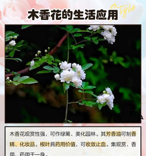 砍头后的龙血树怎么管理？需要多久才能恢复？