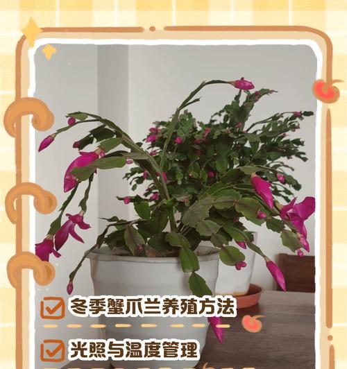 蟹爪兰夏季养护要点有哪些？