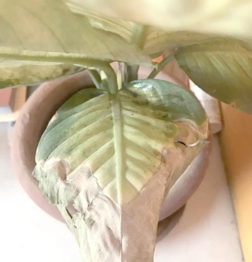 万年青掉叶子原因？如何防止继续脱落？