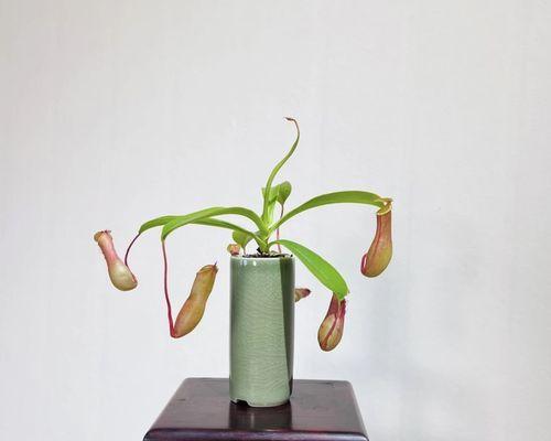 猪茏草的正确养殖方法是什么？