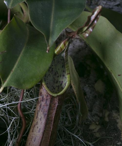 猪茏草的正确养殖方法是什么？