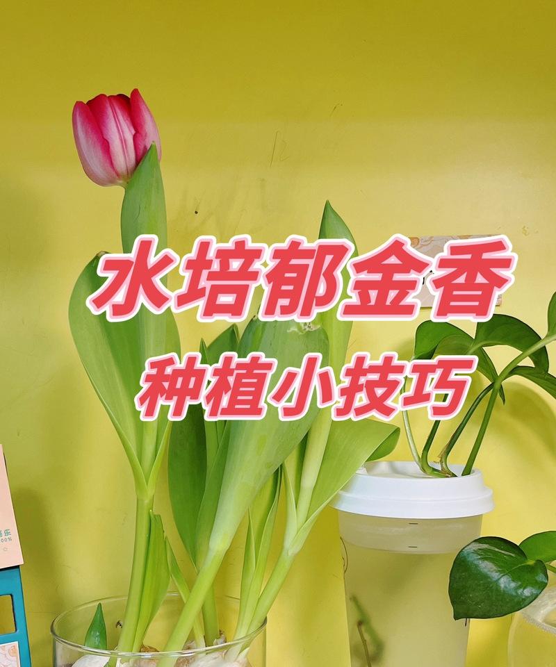 水培花卉的优缺点和养护技巧是什么？