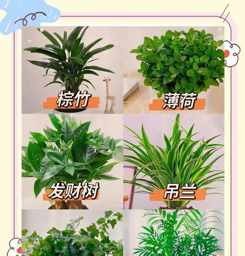 水培花卉的优缺点和养护技巧是什么？