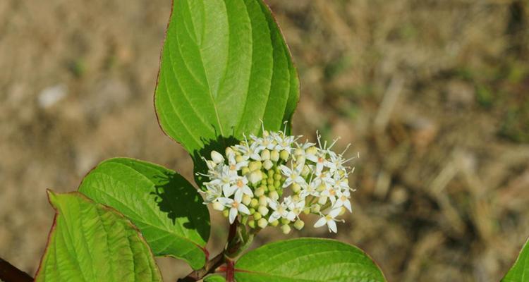 观茎植物有哪些种类？它们的养护方法是什么？