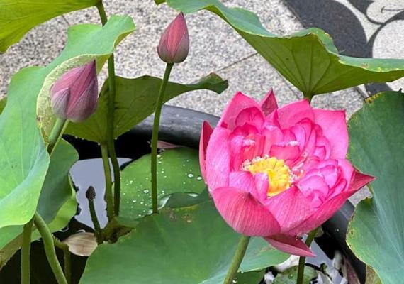 荷花种植需要注意什么？如何在家中水缸里种植荷花？