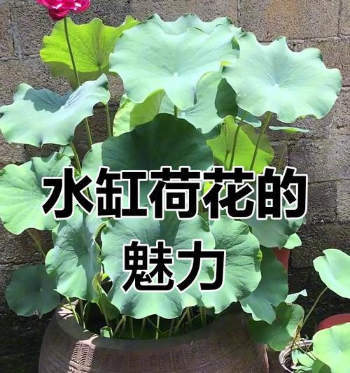 荷花种植需要注意什么？如何在家中水缸里种植荷花？