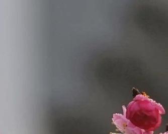 梅花好品种有哪些？梅花的种植和养护技巧是什么？