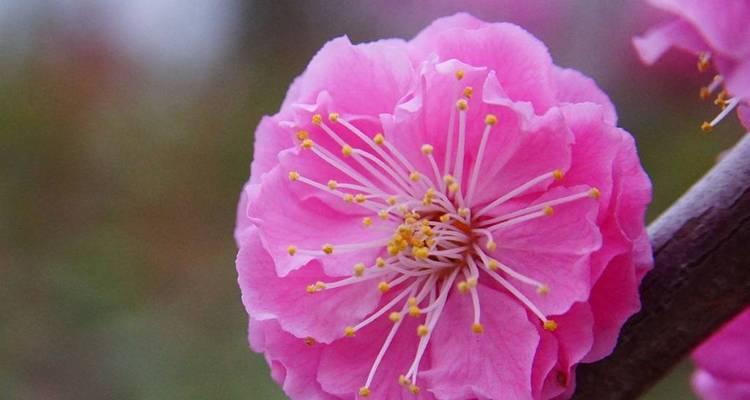梅花好品种有哪些？梅花的种植和养护技巧是什么？