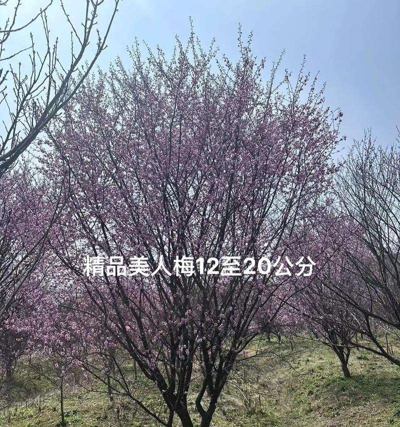 梅花好品种有哪些？梅花的种植和养护技巧是什么？