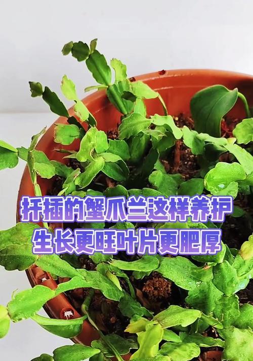 蟹爪兰扦插繁殖的步骤是什么？成功率高吗？