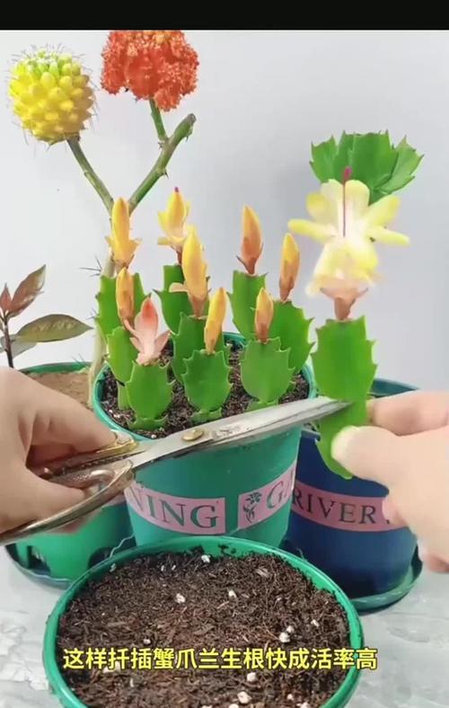 蟹爪兰扦插繁殖的步骤是什么？成功率高吗？