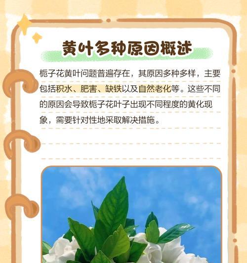 栀子花叶片发黄的解决办法是什么？