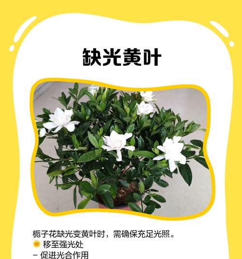 栀子花叶片发黄的解决办法是什么？