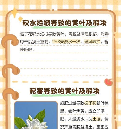 栀子花叶片发黄的解决办法是什么？