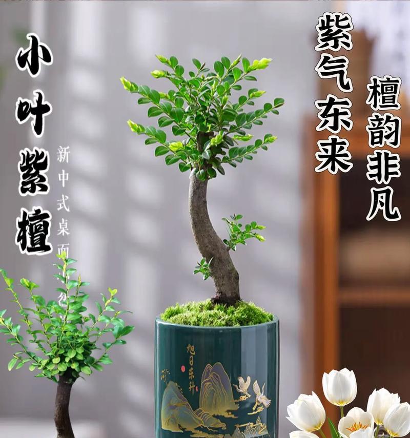 从树盆景制作方法是什么？从树盆景制作需要注意哪些事项？