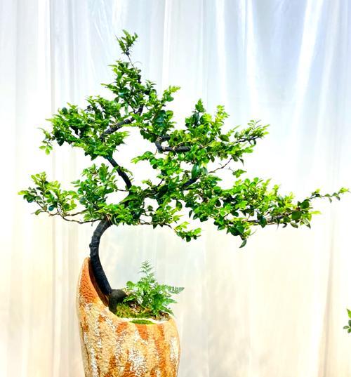 从树盆景制作方法是什么？从树盆景制作需要注意哪些事项？
