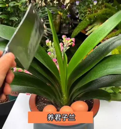 君子兰花根的正确处理方法是什么？