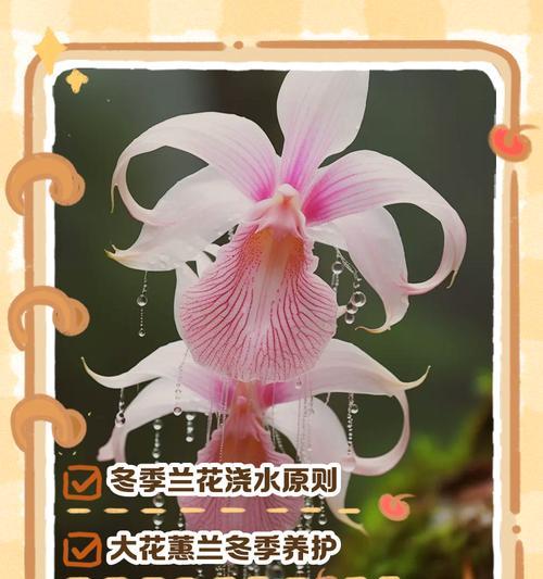 兰花室内养护要点是什么？如何模拟自然环境？