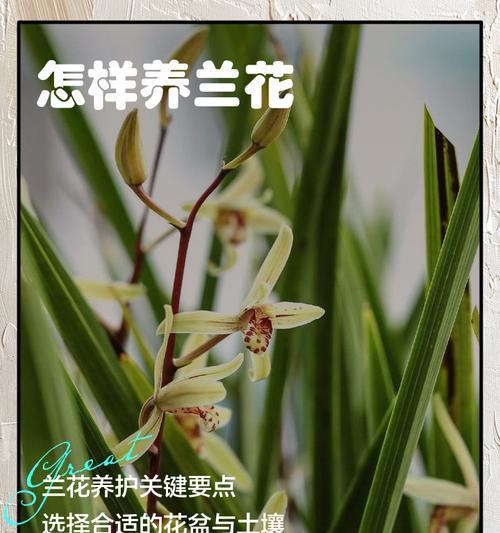 兰花室内养护要点是什么？如何模拟自然环境？