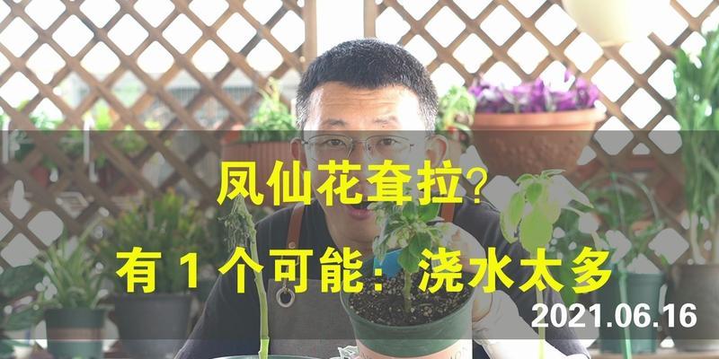 四季凤仙花浇水需要注意什么？正确的浇水方法是什么？