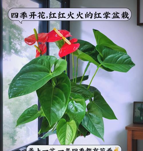 水养红掌的步骤和注意事项有哪些？