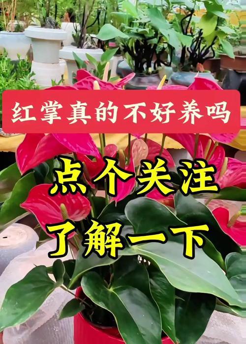 水养红掌的步骤和注意事项有哪些？