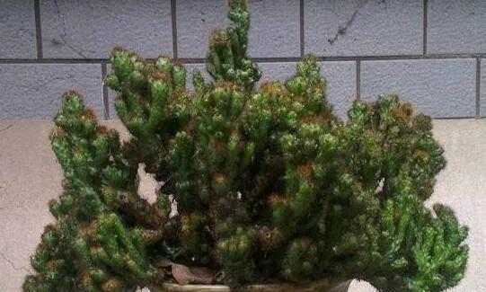 养桃美人有哪些禁忌？如何正确养护？