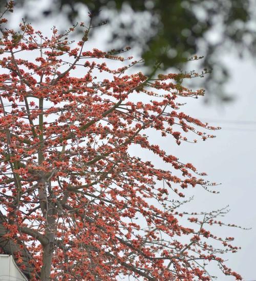 江门市的市花是什么？