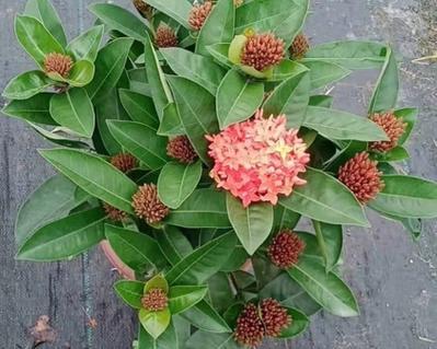 江门市的市花是什么？